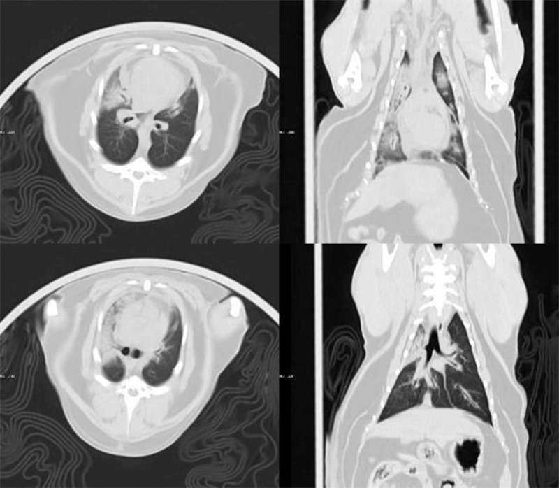 Cardiac pulmonary edema (Male feline, 1 y.o.)